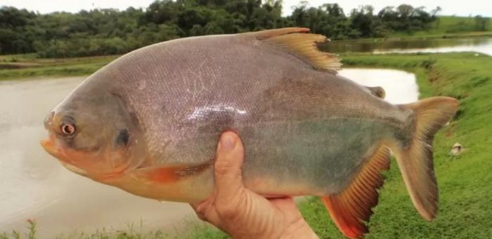 Scientists develop sustainable food packaging from fish skin biofilm